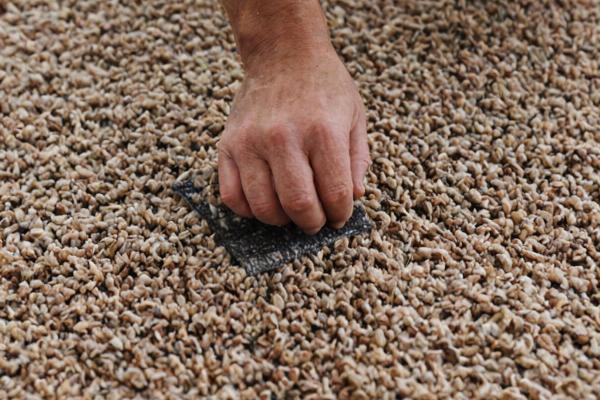 Professional carpet inspection process